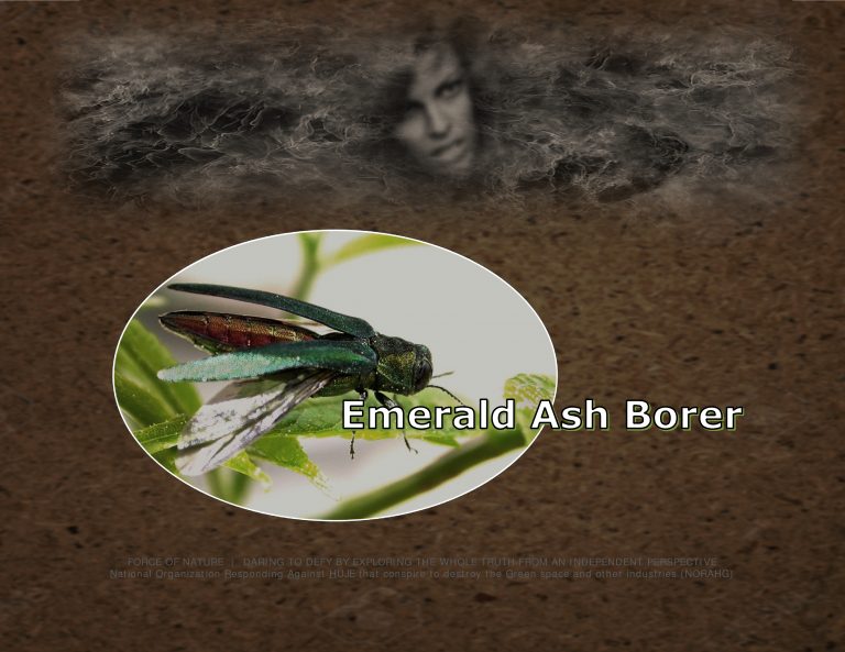 Force Of Nature -- Emerald Ash Borer -- 2017 09 15 -- Ash Trees Face Extinction Due To Continued Presence Of EAB -- CARDS -- 1-1