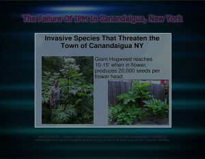 Force Of Nature -- FAILURE of IPM -- 2017 10 06 -- Canandaigua, NY -- City Council Votes -- CARDS -- INVASIVE SPECIES -- 1-1