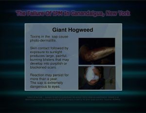 Force Of Nature -- FAILURE of IPM -- 2017 10 06 -- Canandaigua, NY -- City Council Votes -- CARDS -- INVASIVE SPECIES -- 1-2