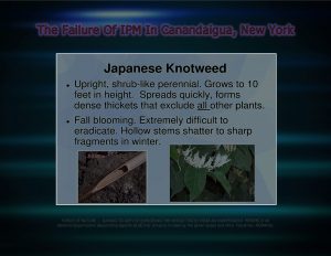 Force Of Nature -- FAILURE of IPM -- 2017 10 06 -- Canandaigua, NY -- City Council Votes -- CARDS -- INVASIVE SPECIES -- 1-4