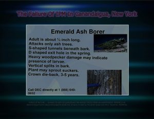 Force Of Nature -- FAILURE of IPM -- 2017 10 06 -- Canandaigua, NY -- City Council Votes -- CARDS -- INVASIVE SPECIES -- 2-10