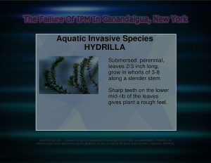 Force Of Nature -- FAILURE of IPM -- 2017 10 06 -- Canandaigua, NY -- City Council Votes -- CARDS -- INVASIVE SPECIES -- 2-4