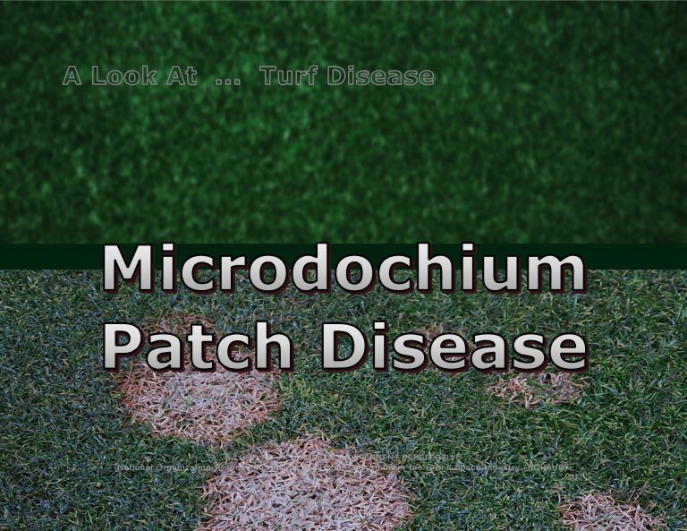 Force Of Nature -- A Look At -- Turf Disease -- Microdochium Patch -- Bayer Microdochium Patch Guide -- CARDS -- 2-1