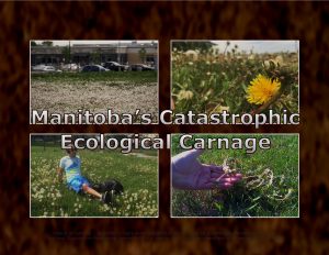 Force Of Nature -- PROHIBITION FAILURE -- Manitoba -- 2019 11 21 -- End The Ban -- Fiesta Corruption -- Steinbach -- CARD (10)